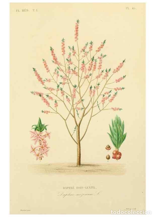 Sammeln von Zeitschriften und Zeitungen: Reproducci&oacute;n/Reproduction 49583759327: Le R&egrave;gne v&eacute;g&eacute;tal;. Paris,L. Gu&eacute;rin,1870-72.. - R&eacute;veil, O.