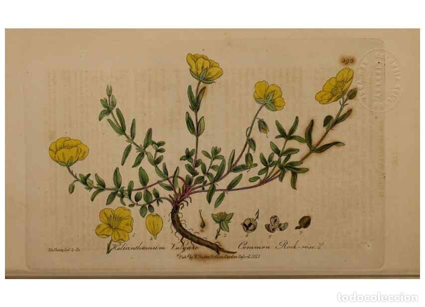 Sammeln von Zeitschriften und Zeitungen: Reproducci&oacute;n/Reproduction 49788157606: British phaenogamous botany,. Oxford,Published by the author,