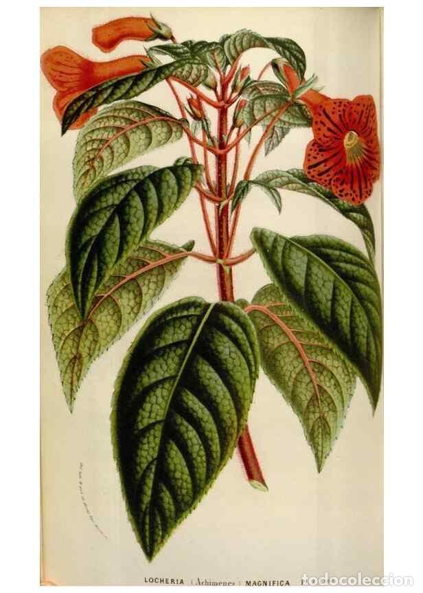 Sammeln von Zeitschriften und Zeitungen: Reproducci&oacute;n/Reproduction 49584047541: Flore des serres et des jardins de l'Europe. A Gand :chez Lou