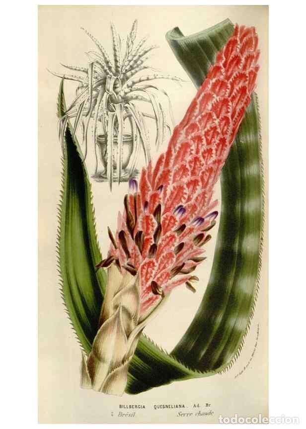 Sammeln von Zeitschriften und Zeitungen: Reproducci&oacute;n/Reproduction 49583554163: Flore des serres et des jardins de l'Europe. A Gand :chez Lou