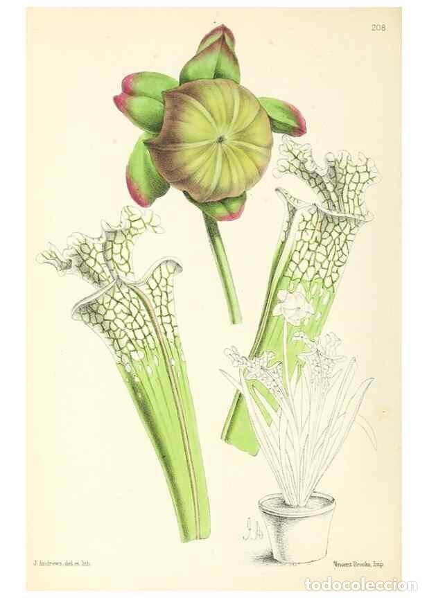 Sammeln von Zeitschriften und Zeitungen: Reproducci&oacute;n/Reproduction 49796676563: The floral magazine;. London,L. Reeve & Co.. - Dombrain, Henr