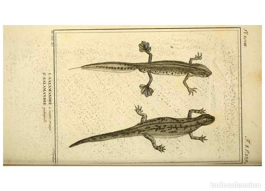 Sammeln von Zeitschriften und Zeitungen: Reproducci&oacute;n/Reproduction 49814550712: Histoire naturelle, g&eacute;n&eacute;rale et particuli&egrave;re, des reptiles. A