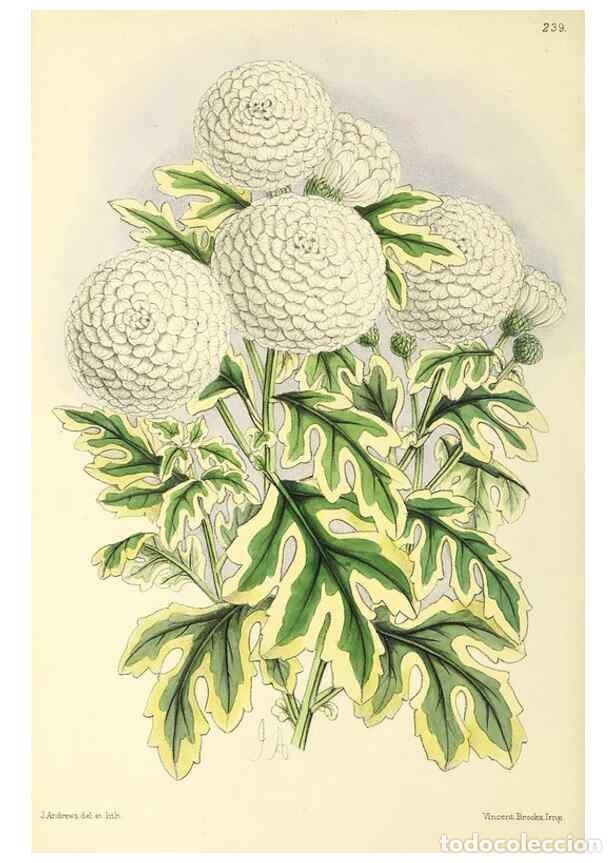 Sammeln von Zeitschriften und Zeitungen: Reproducci&oacute;n/Reproduction 49797538667: The floral magazine;. London,L. Reeve & Co.. - Dombrain, Henr