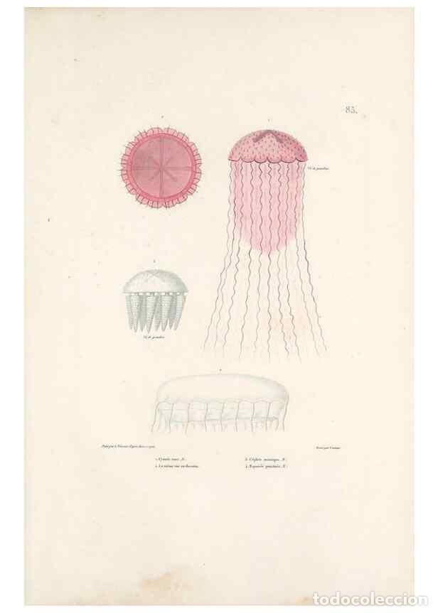 Sammeln von Zeitschriften und Zeitungen: Reproducci&oacute;n/Reproduction 49813677663: Voyage autour du monde, entrepris par ordre du roi.. Paris,Ch