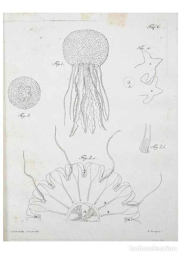 Sammeln von Zeitschriften und Zeitungen: Reproducci&oacute;n/Reproduction 49558809072: System der Acalephen :. Berlin :bei Ferdinand D&uuml;mmler,1829..