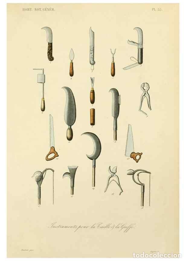 Collection Magazines and Newspapers: Reproducci&oacute;n/Reproduction 49583709766: Le R&egrave;gne v&eacute;g&eacute;tal;. Paris,L. Gu&eacute;rin,1870-72.. - R&eacute;veil, O.