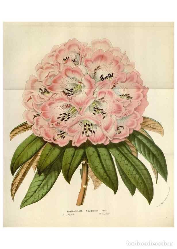 Collection Magazines and Newspapers: Reproducci&oacute;n/Reproduction 49584285217: Flore des serres et des jardins de l'Europe. A Gand :chez Lou