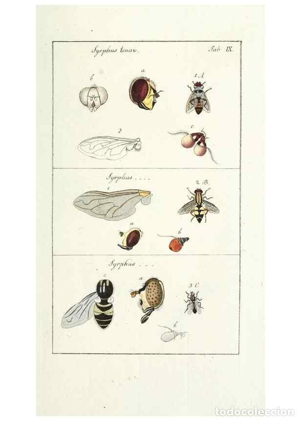 Collection Magazines and Newspapers: Reproducci&oacute;n/Reproduction 49579654273: Genres des mouches dipt&egrave;res repr&eacute;sent&eacute;s en XLII. planches pro