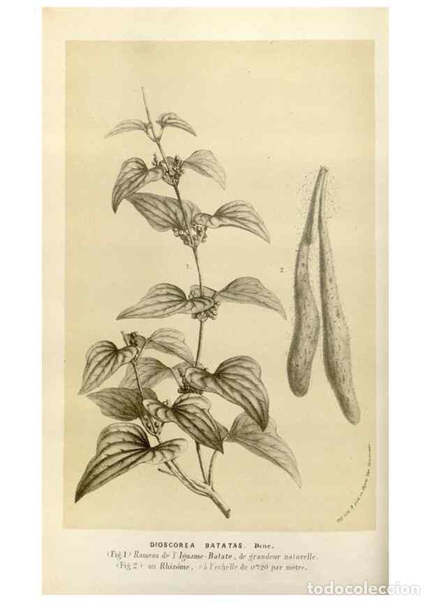 Collection Magazines and Newspapers: Reproducci&oacute;n/Reproduction 49584029371: Flore des serres et des jardins de l'Europe. A Gand :chez Lou