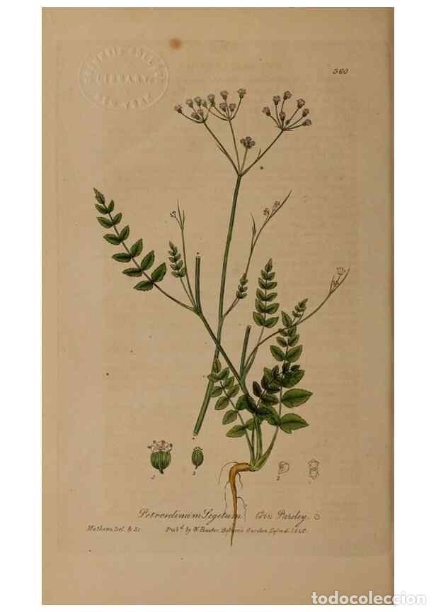 Collection Magazines and Newspapers: Reproducci&oacute;n/Reproduction 49788150331: British phaenogamous botany,. Oxford,Published by the author,