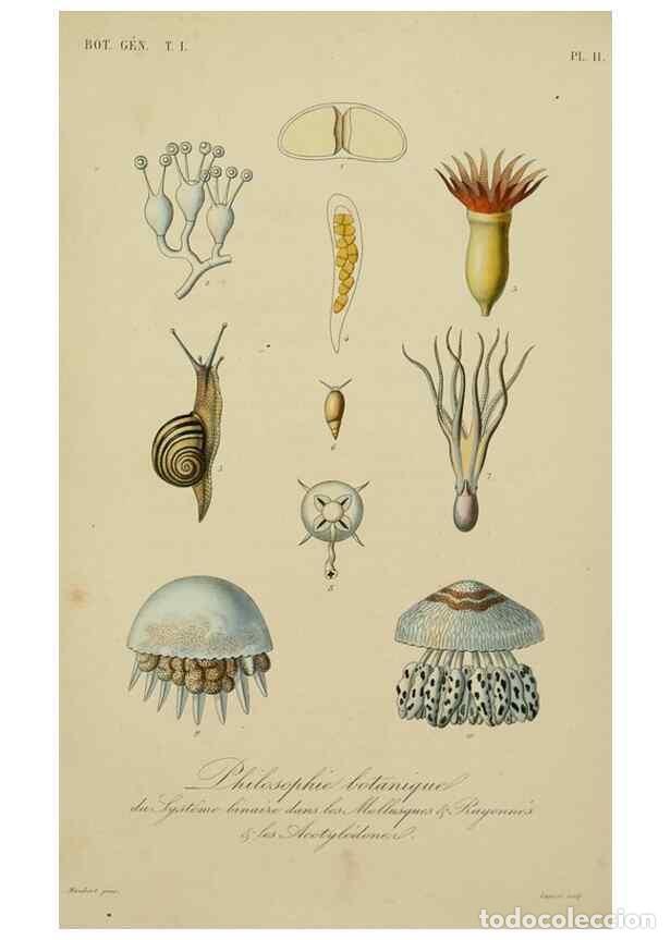 Collection Magazines and Newspapers: Reproducci&oacute;n/Reproduction 49582697183: Le R&egrave;gne v&eacute;g&eacute;tal;. Paris,L. Gu&eacute;rin,1870-72.. - R&eacute;veil, O.