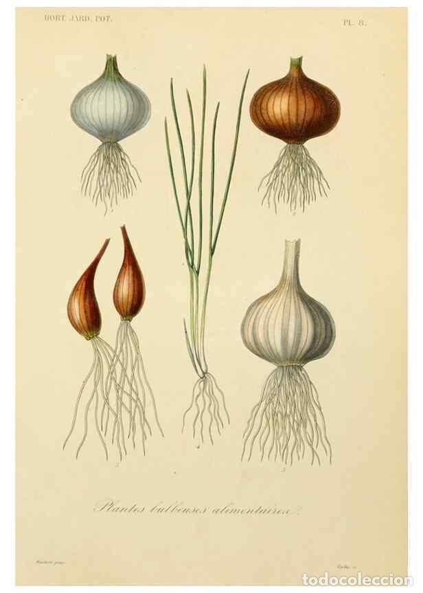 Collection Magazines and Newspapers: Reproducci&oacute;n/Reproduction 49583696116: Le R&egrave;gne v&eacute;g&eacute;tal;. Paris,L. Gu&eacute;rin,1870-72.. - R&eacute;veil, O.