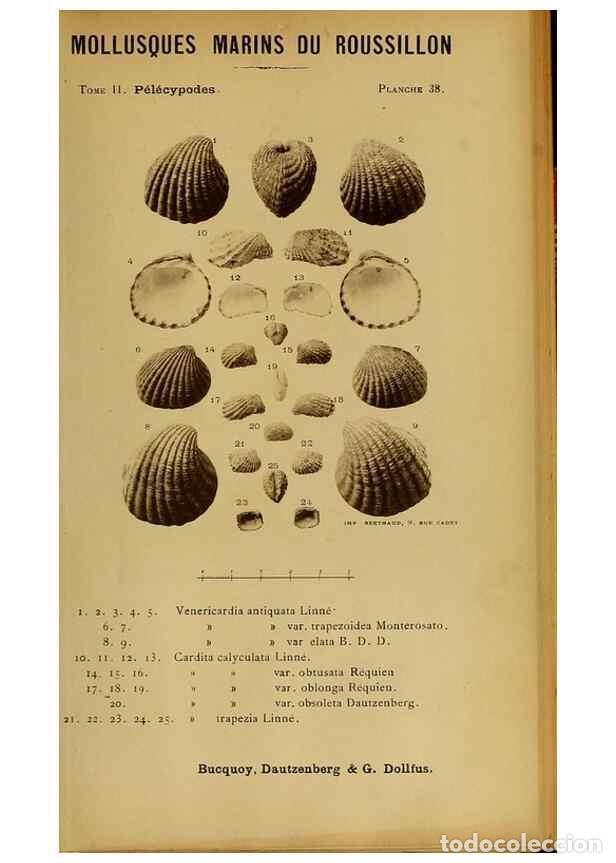 Collection Magazines and Newspapers: Reproducci&oacute;n/Reproduction 49807272667: Les mollusques marins du Roussillon. Paris :J.-B. Bailli&egrave;re,[
