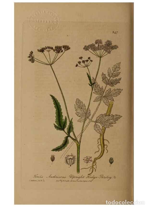 Collection Magazines and Newspapers: Reproducci&oacute;n/Reproduction 49788467362: British phaenogamous botany,. Oxford,Published by the author,