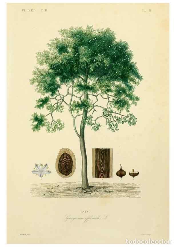 Collection Magazines and Newspapers: Reproducci&oacute;n/Reproduction 49583627031: Le R&egrave;gne v&eacute;g&eacute;tal;. Paris,L. Gu&eacute;rin,1870-72.. - R&eacute;veil, O.