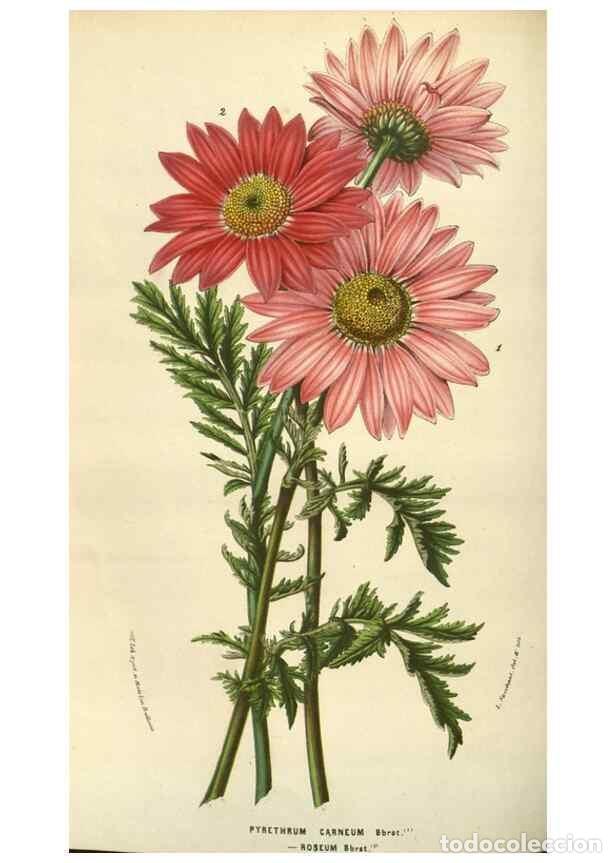 Collection Magazines and Newspapers: Reproducci&oacute;n/Reproduction 49584064822: Flore des serres et des jardins de l'Europe. A Gand :chez Lou