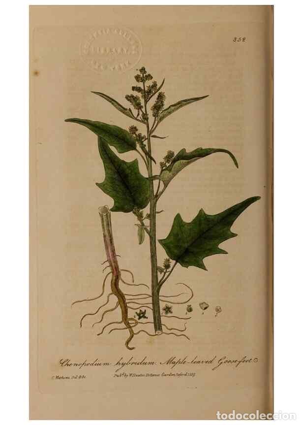 Collection Magazines and Newspapers: Reproducci&oacute;n/Reproduction 49788468272: British phaenogamous botany,. Oxford,Published by the author,