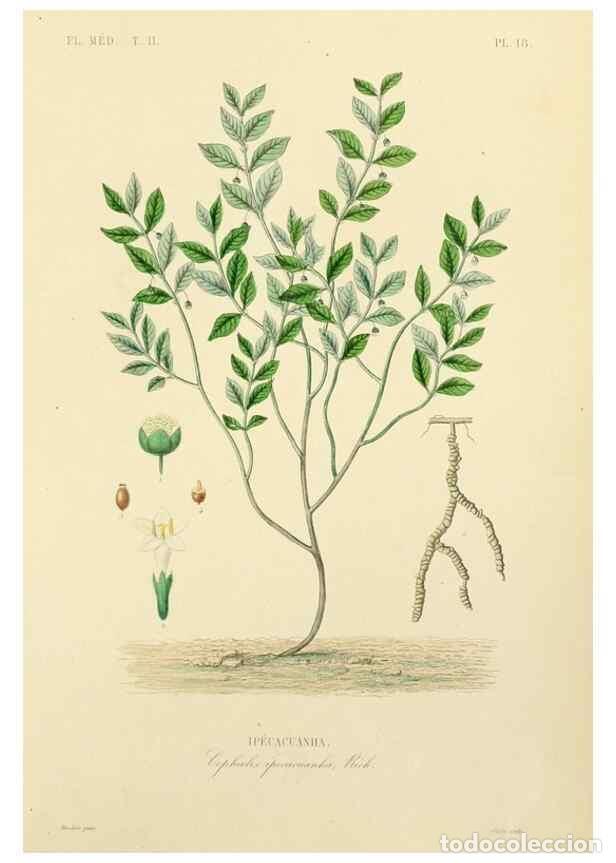 Collection Magazines and Newspapers: Reproducci&oacute;n/Reproduction 49583865507: Le R&egrave;gne v&eacute;g&eacute;tal;. Paris,L. Gu&eacute;rin,1870-72.. - R&eacute;veil, O.