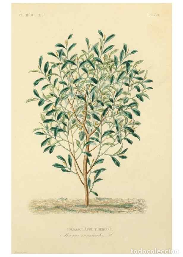 Collezionismo di Riviste e Giornali: Reproducci&oacute;n/Reproduction 49583757237: Le R&egrave;gne v&eacute;g&eacute;tal;. Paris,L. Gu&eacute;rin,1870-72.. - R&eacute;veil, O.