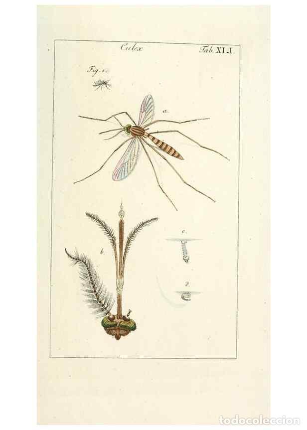 Collezionismo di Riviste e Giornali: Reproducci&oacute;n/Reproduction 49579666298: Genres des mouches dipt&egrave;res repr&eacute;sent&eacute;s en XLII. planches pro