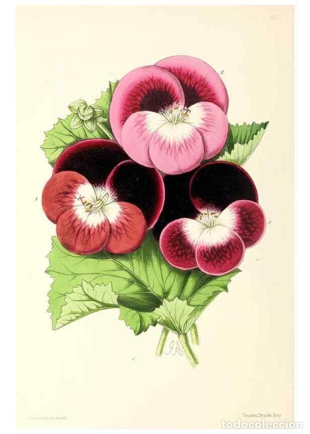 Collezionismo di Riviste e Giornali: Reproducci&oacute;n/Reproduction 49797463976: The floral magazine;. London,L. Reeve & Co.. - Dombrain, Henr