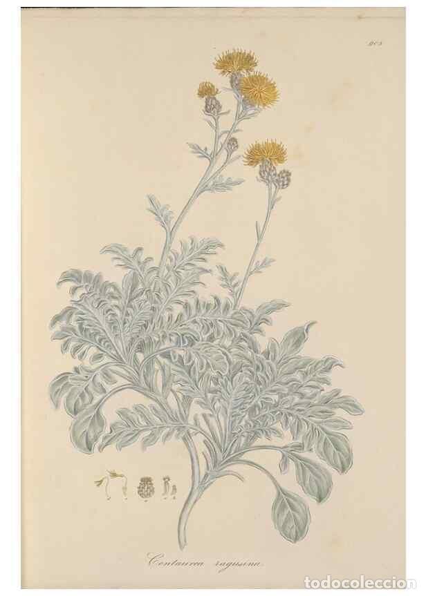 Collezionismo di Riviste e Giornali: Reproducci&oacute;n/Reproduction 49580312957: Flora Graeca, sive, Plantarum rariorum historia, quas in prov