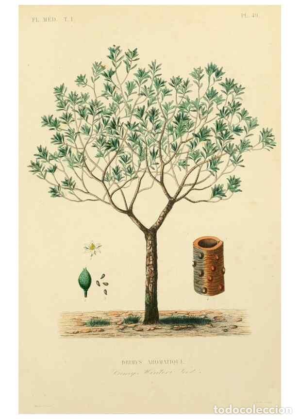 Collezionismo di Riviste e Giornali: Reproducci&oacute;n/Reproduction 49583029743: Le R&egrave;gne v&eacute;g&eacute;tal;. Paris,L. Gu&eacute;rin,1870-72.. - R&eacute;veil, O.