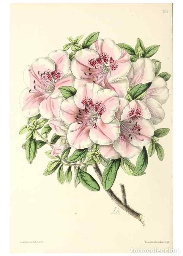 Collezionismo di Riviste e Giornali: Reproducci&oacute;n/Reproduction 49797465311: The floral magazine;. London,L. Reeve & Co.. - Dombrain, Henr