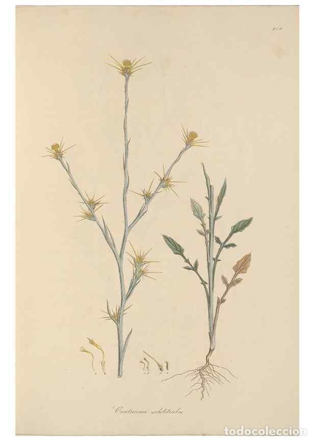 Collezionismo di Riviste e Giornali: Reproducci&oacute;n/Reproduction 49580314802: Flora Graeca, sive, Plantarum rariorum historia, quas in prov