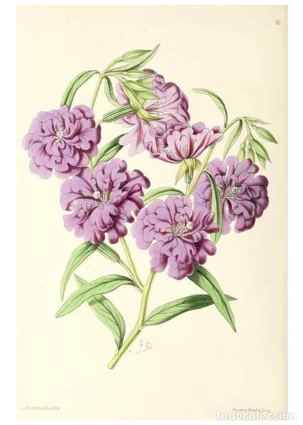 Collezionismo di Riviste e Giornali: Reproducci&oacute;n/Reproduction 49797461176: The floral magazine;. London,L. Reeve & Co.. - Dombrain, Henr