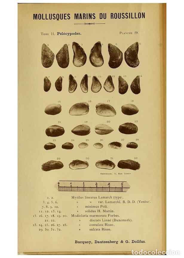 Collezionismo di Riviste e Giornali: Reproducci&oacute;n/Reproduction 49806405543: Les mollusques marins du Roussillon. Paris :J.-B. Bailli&egrave;re,[