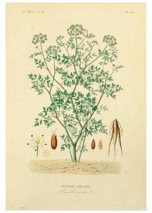 Collezionismo di Riviste e Giornali: Reproducci&oacute;n/Reproduction 49583638646: Le R&egrave;gne v&eacute;g&eacute;tal;. Paris,L. Gu&eacute;rin,1870-72.. - R&eacute;veil, O.