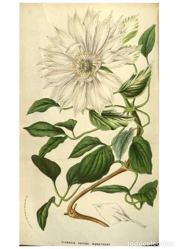 Collezionismo di Riviste e Giornali: Reproducci&oacute;n/Reproduction 49584122767: Flore des serres et des jardins de l'Europe. A Gand :chez Lou