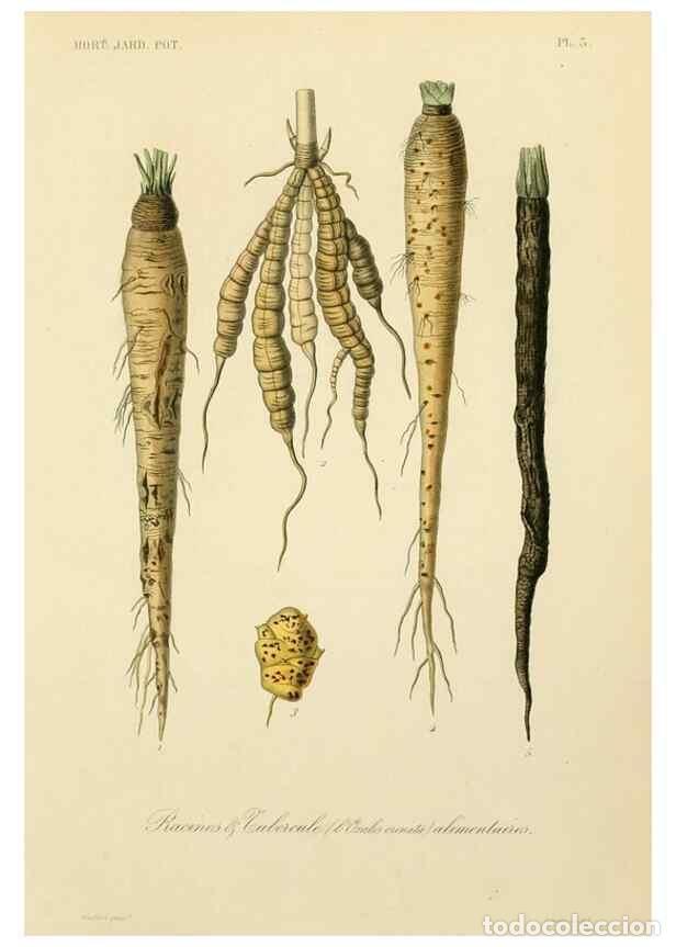 Collezionismo di Riviste e Giornali: Reproducci&oacute;n/Reproduction 49583694461: Le R&egrave;gne v&eacute;g&eacute;tal;. Paris,L. Gu&eacute;rin,1870-72.. - R&eacute;veil, O.