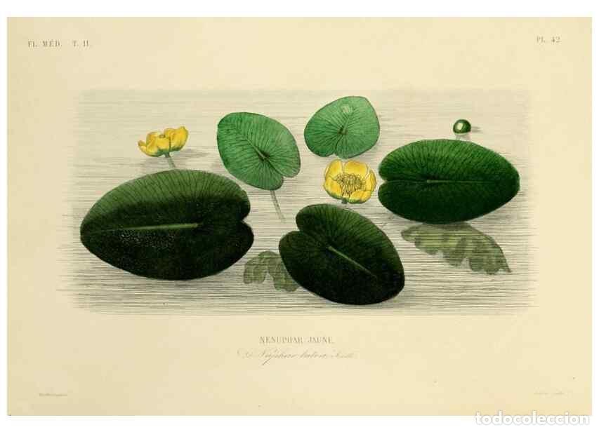 Collezionismo di Riviste e Giornali: Reproducci&oacute;n/Reproduction 49583636846: Le R&egrave;gne v&eacute;g&eacute;tal;. Paris,L. Gu&eacute;rin,1870-72.. - R&eacute;veil, O.