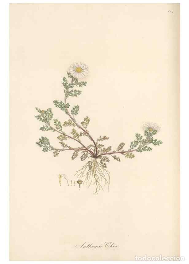 Collezionismo di Riviste e Giornali: Reproducci&oacute;n/Reproduction 49579411603: Flora Graeca, sive, Plantarum rariorum historia, quas in prov