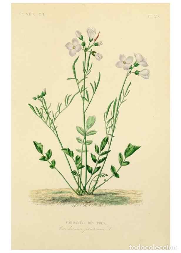 Collection Magazines and Newspapers: Reproducci&oacute;n/Reproduction 49583023443: Le R&egrave;gne v&eacute;g&eacute;tal;. Paris,L. Gu&eacute;rin,1870-72.. - R&eacute;veil, O.