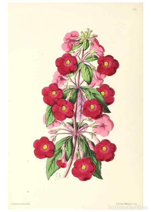 Collection Magazines and Newspapers: Reproducci&oacute;n/Reproduction 49797345826: The floral magazine;. London,L. Reeve & Co.. - Dombrain, Henr