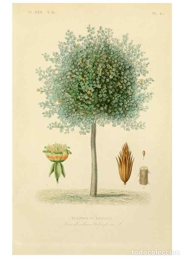 Collection Magazines and Newspapers: Reproducci&oacute;n/Reproduction 49583686172: Le R&egrave;gne v&eacute;g&eacute;tal;. Paris,L. Gu&eacute;rin,1870-72.. - R&eacute;veil, O.