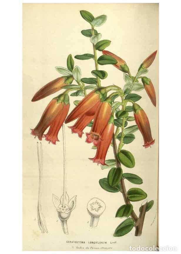 Collection Magazines and Newspapers: Reproducci&oacute;n/Reproduction 49584069282: Flore des serres et des jardins de l'Europe. A Gand :chez Lou