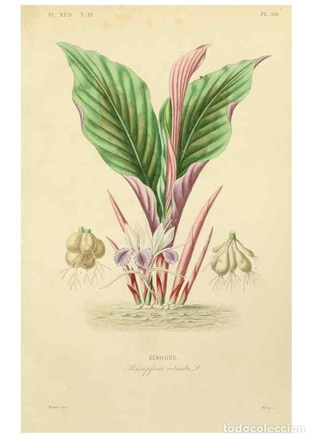 Collection Magazines and Newspapers: Reproducci&oacute;n/Reproduction 49583450726: Le R&egrave;gne v&eacute;g&eacute;tal;. Paris,L. Gu&eacute;rin,1870-72.. - R&eacute;veil, O.