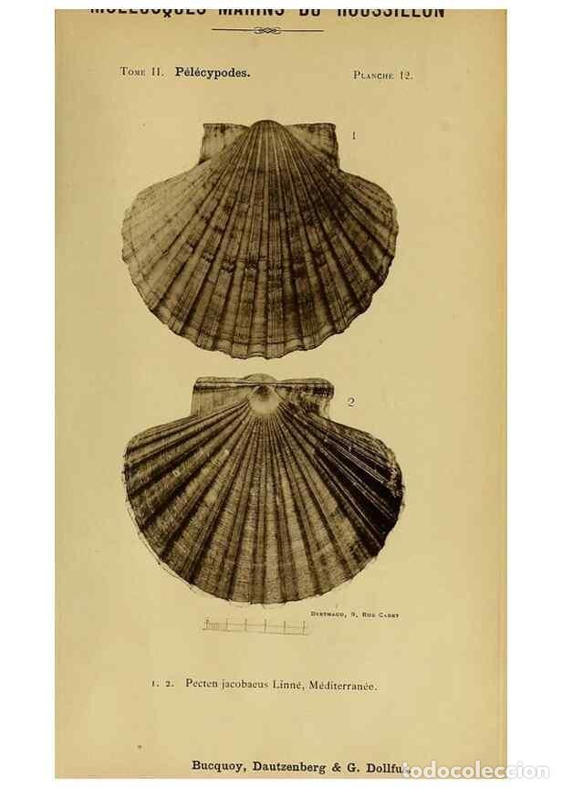 Collection Magazines and Newspapers: Reproducci&oacute;n/Reproduction 49806399848: Les mollusques marins du Roussillon. Paris :J.-B. Bailli&egrave;re,[