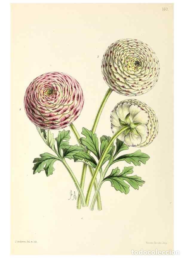 Collection Magazines and Newspapers: Reproducci&oacute;n/Reproduction 49797663432: The floral magazine;. London,L. Reeve & Co.. - Dombrain, Henr