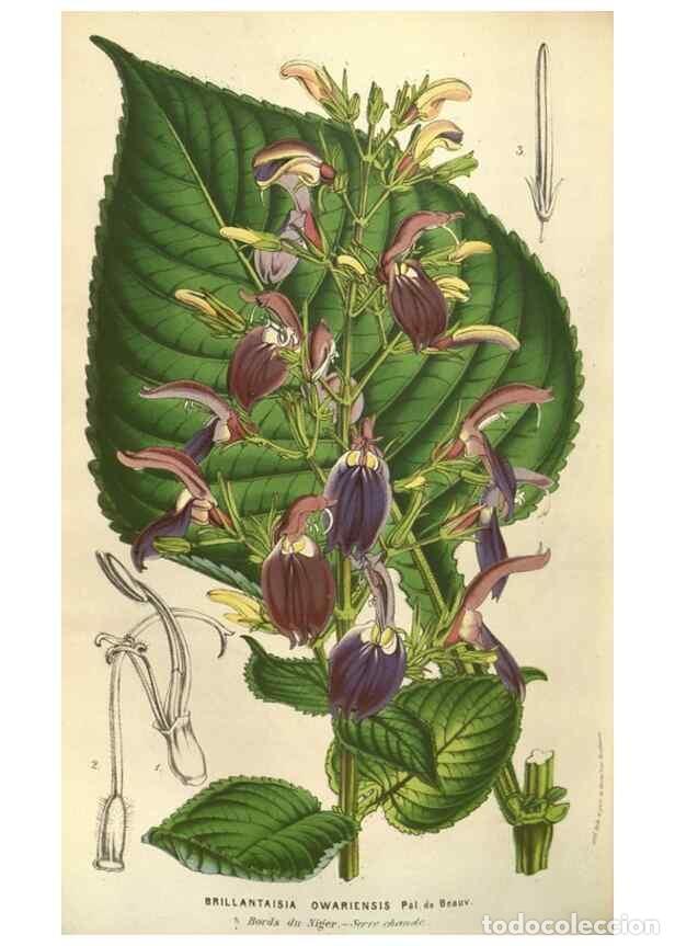 Collection Magazines and Newspapers: Reproducci&oacute;n/Reproduction 49584060112: Flore des serres et des jardins de l'Europe. A Gand :chez Lou