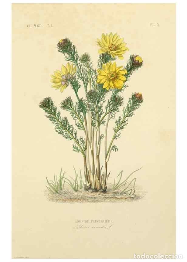 Collection Magazines and Newspapers: Reproducci&oacute;n/Reproduction 49583747092: Le R&egrave;gne v&eacute;g&eacute;tal;. Paris,L. Gu&eacute;rin,1870-72.. - R&eacute;veil, O.