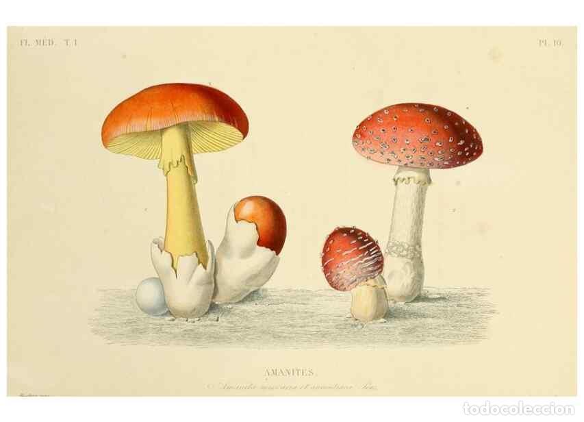 Collection Magazines and Newspapers: Reproducci&oacute;n/Reproduction 49583512516: Le R&egrave;gne v&eacute;g&eacute;tal;. Paris,L. Gu&eacute;rin,1870-72.. - R&eacute;veil, O.