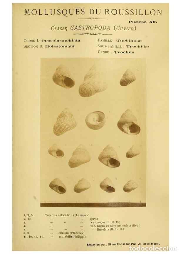 Collection Magazines and Newspapers: Reproducci&oacute;n/Reproduction 49806302223: Les mollusques marins du Roussillon. Paris :J.-B. Bailli&egrave;re,[