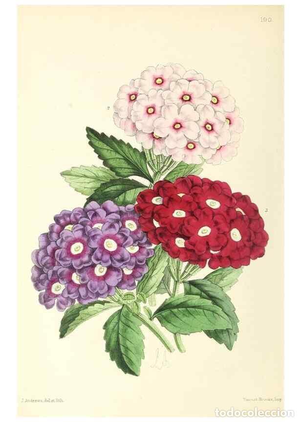 Collection Magazines and Newspapers: Reproducci&oacute;n/Reproduction 49796817768: The floral magazine;. London,L. Reeve & Co.. - Dombrain, Henr