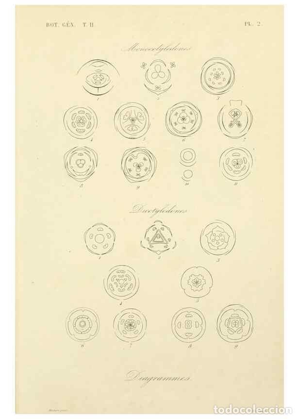 Collection Magazines and Newspapers: Reproducci&oacute;n/Reproduction 49583378911: Le R&egrave;gne v&eacute;g&eacute;tal;. Paris,L. Gu&eacute;rin,1870-72.. - R&eacute;veil, O.