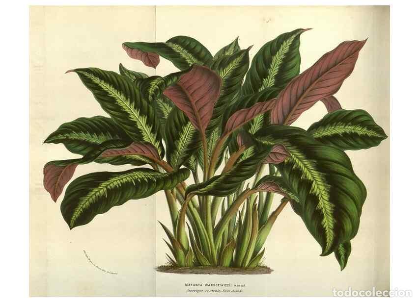 Collection Magazines and Newspapers: Reproducci&oacute;n/Reproduction 49583837326: Flore des serres et des jardins de l'Europe. A Gand :chez Lou